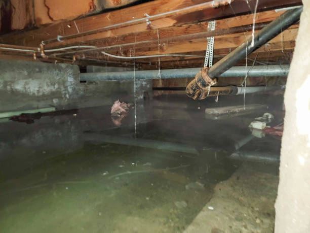 Best Mold removal after water damage  in Tye, TX
